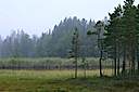 Metsämaisemia / Forest scenery